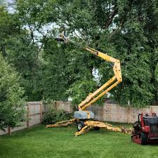 Best Tree Planting Services  in Dillon, CO