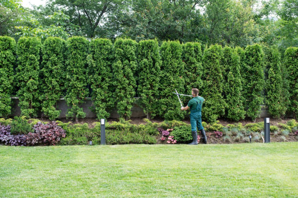 Best Hedge Trimming  in Dillon, CO