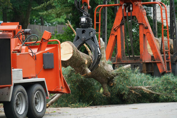 Best Utility Line Clearance  in Dillon, CO