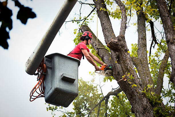 Best Commercial Tree Removal  in Dillon, CO